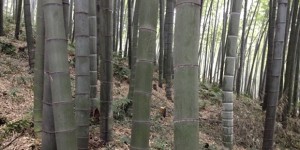 La coltivazione del Bambù Gigante OnlyMoso è realtà anche in Lombardia