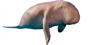 Il dugongo, la "mucca dei mari"