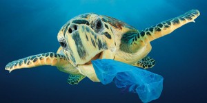 Plastica in mare: è emergenza planetaria. Wwf Italia lancia  una petizione per liberare i mari