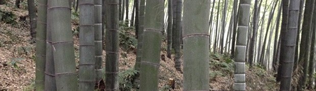 La coltivazione del Bambù Gigante OnlyMoso è realtà anche in Lombardia