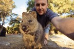 Quokka super star. L'animale più felice del mondo