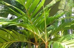 areca