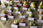 Progetto "Adotta un prodotto" 