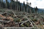 Foreste e cambiamento climatico