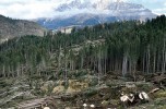 L'allarme lanciato dal rapporto “Forest Resources assestment” della Fao Necessario un cambio di rotta nel relazione tra uomo e natura
