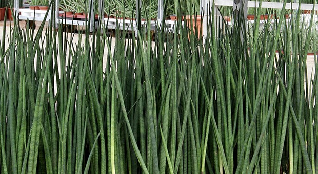sansevieria