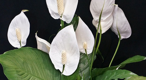 spathiphyllum