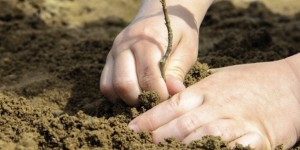 Un Bosco per la città… di Bergamo