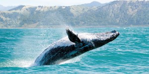 La balenottera azzurra, l’animale più grande al mondo a un passo dell’estinzione