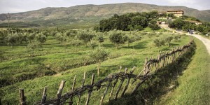 Albania: l’itinerario culturale degli ulivi