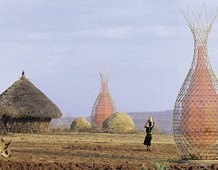 L’albero che produce acqua nel deserto