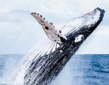 Balena grigia 