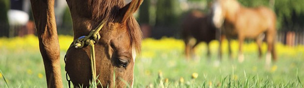 L’Ostello degli animali