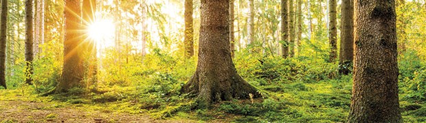 I benefici delle foreste ora sono certificabili