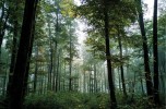 Lo stato delle foreste in Lombardia
