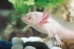 Axolotl