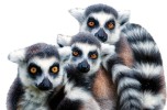 Lemuri