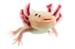 Axolotl