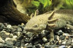 Axolotl