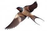 How many swallows make a spring?