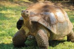 The world’s longest-living species of tortoise saved by a Casanova