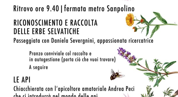 Riconoscimento e raccolta delle erbe selvatiche