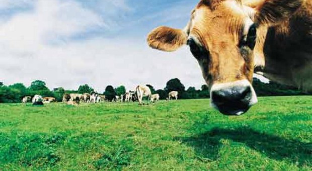  Torniamo alla terra: entriamo nel Bio