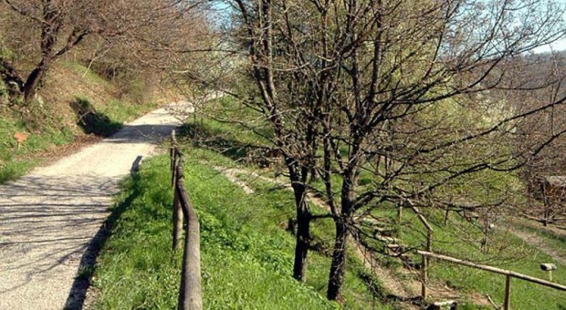 La gestione del frutteto dal primo impianto alla raccolta