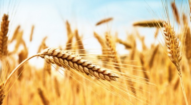 Il fosso bergamasco e il contrabbando del grano