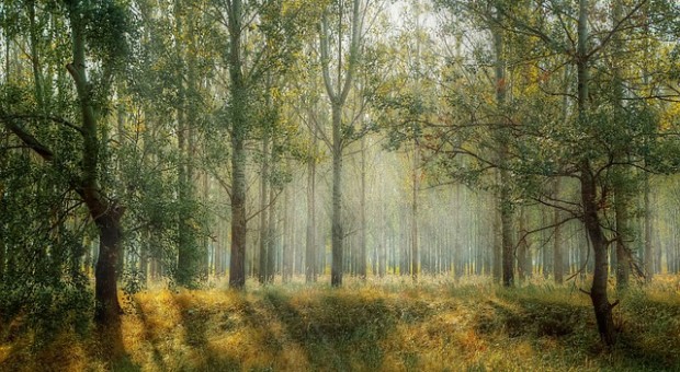 natura