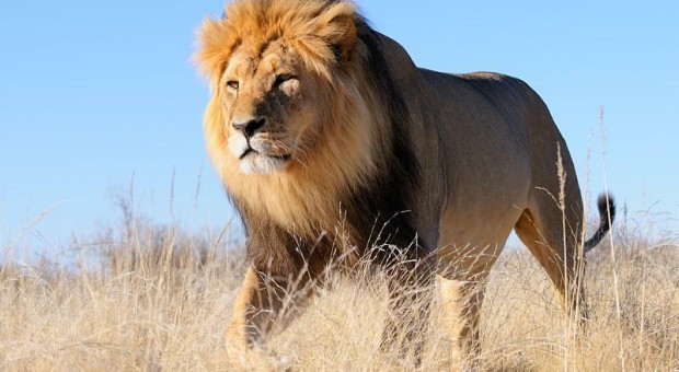 I venerdì del viaggiatore: Africa "Una vita con i leoni"