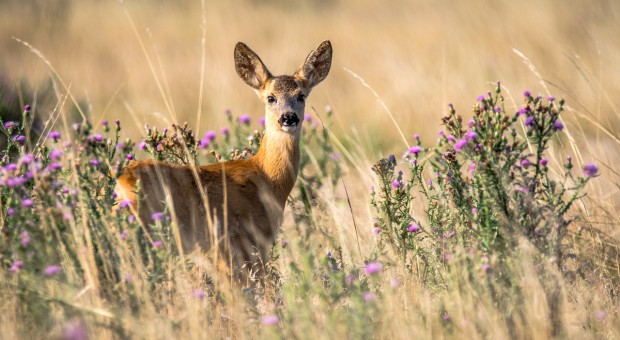 Capriolo