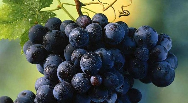 62ª Festa dell’Uva e dell’Agricoltura Bergamasca