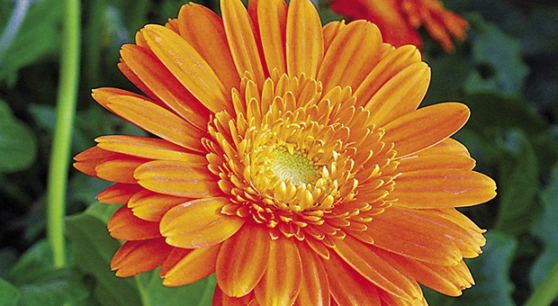 Calendula