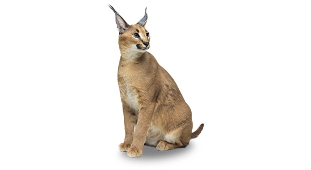 Caracal