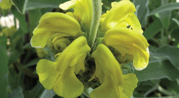 Salvione Giallo