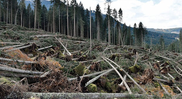 Foreste e cambiamento climatico