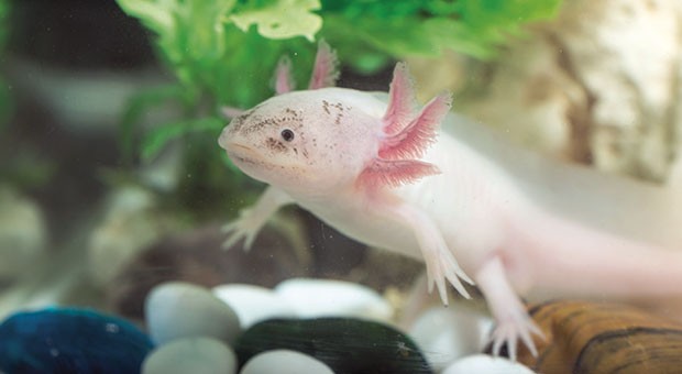 Axolotl