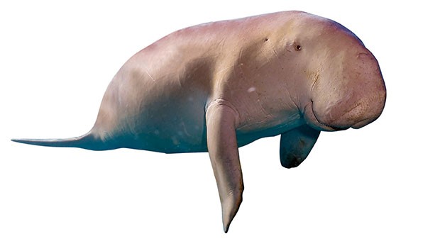 Il dugongo, la "mucca dei mari"
