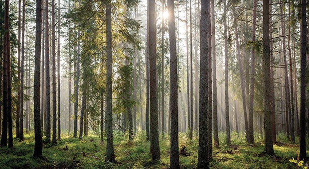 In Italia il primo Forum Mondiale sulle Foreste Urbane